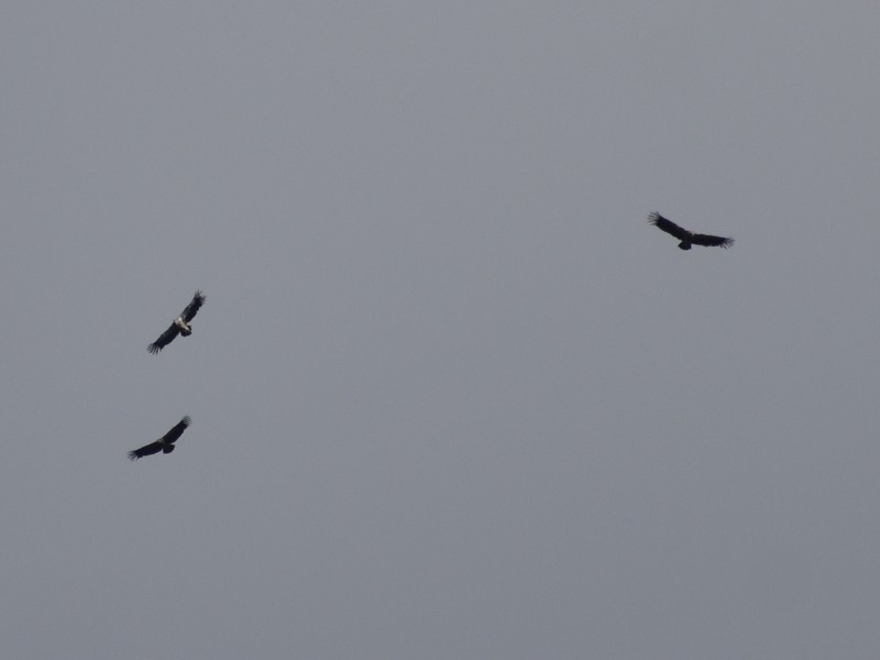 Vautour de l'Himalaya - ML645159448