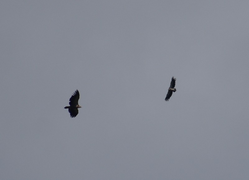 Vautour de l'Himalaya - ML645159449