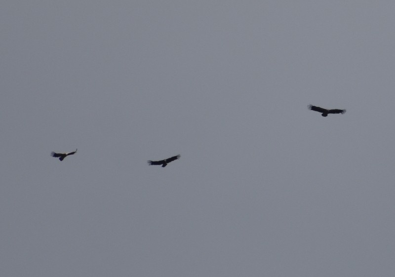 Vautour de l'Himalaya - ML645159450