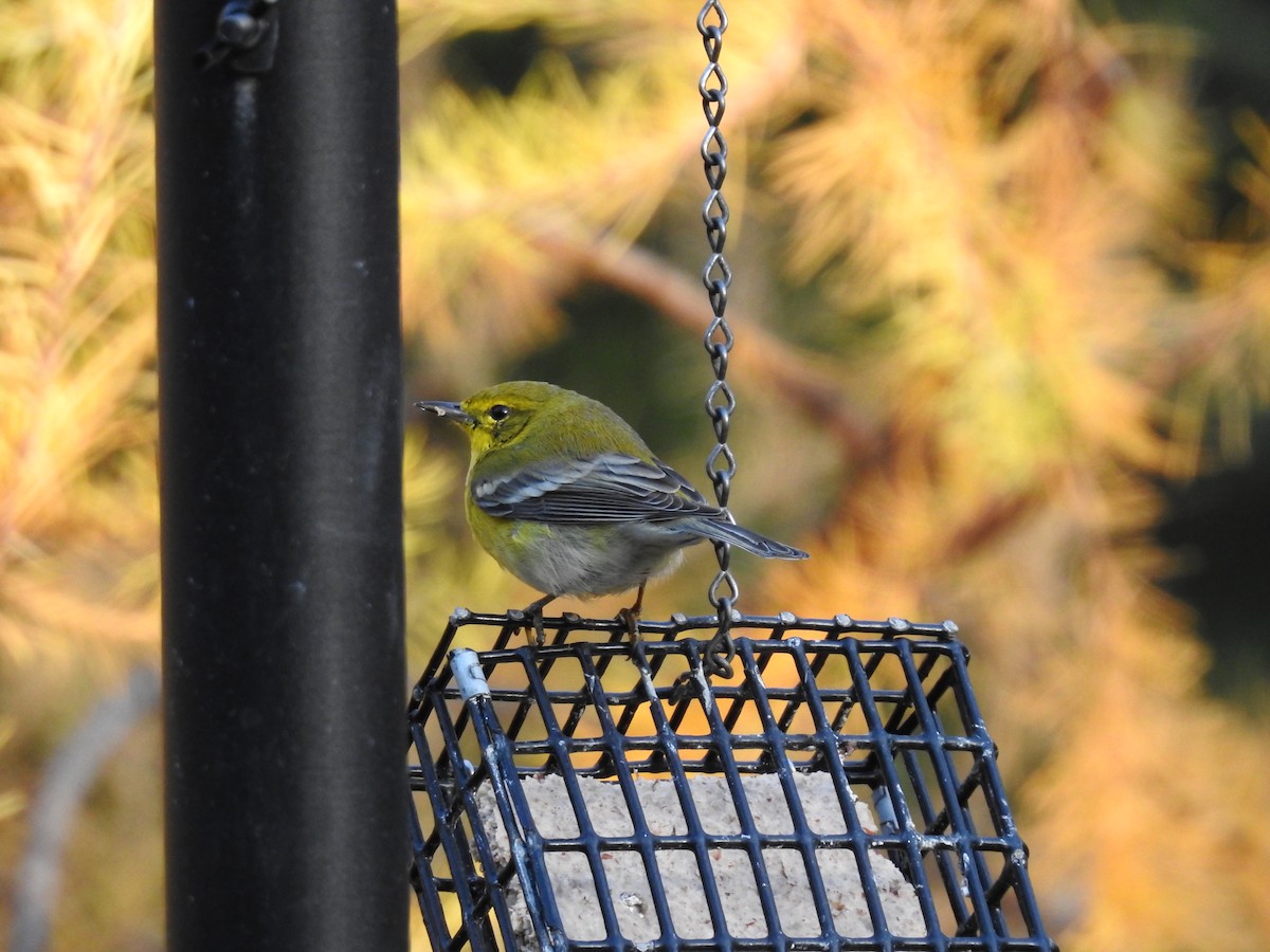 Pine Warbler - ML645159453