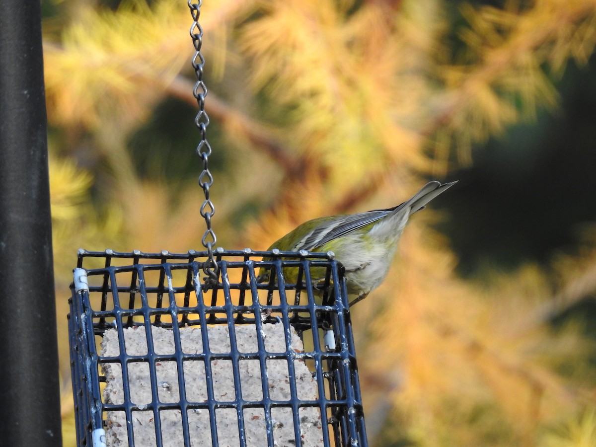 Pine Warbler - ML645159454