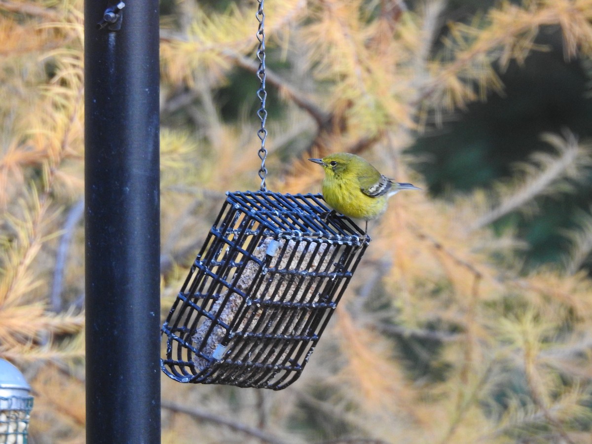 סבכון אורנים - ML645159455