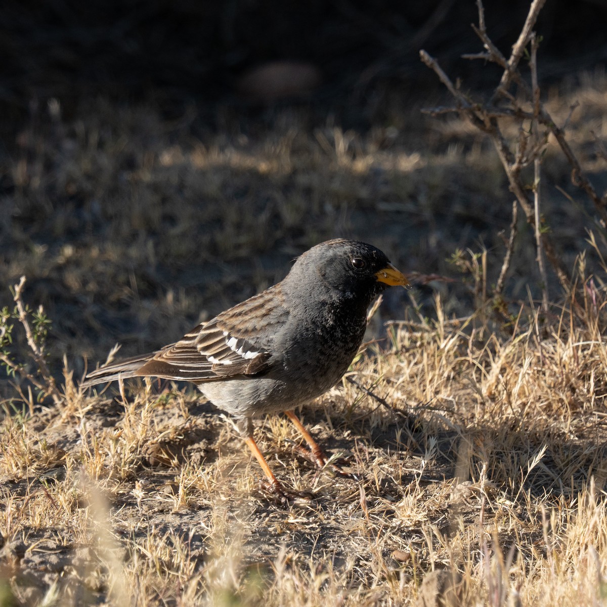 Mourning Sierra Finch - ML645159458
