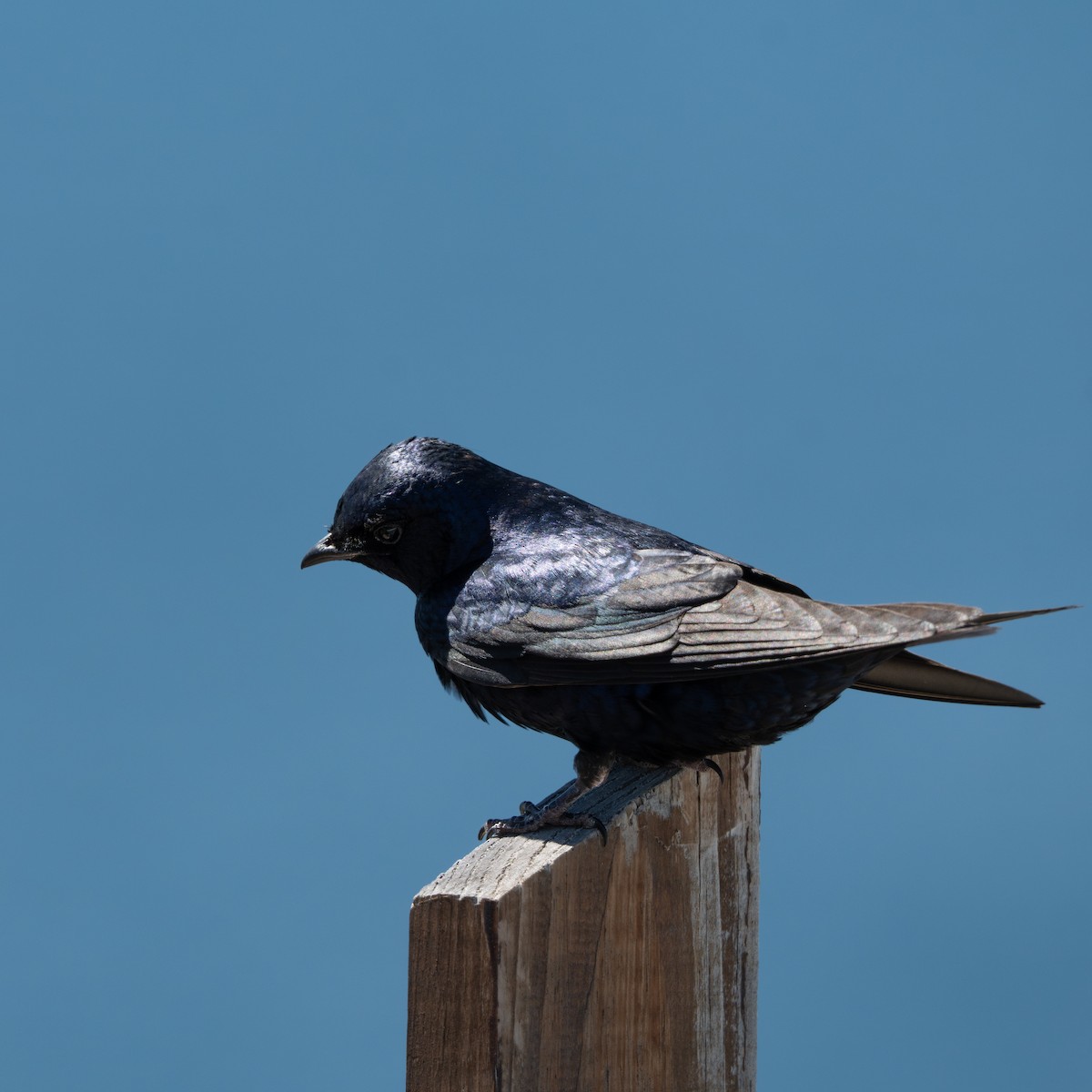 Southern Martin - ML645159466