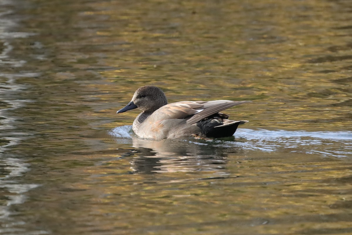 kopřivka obecná - ML645159476