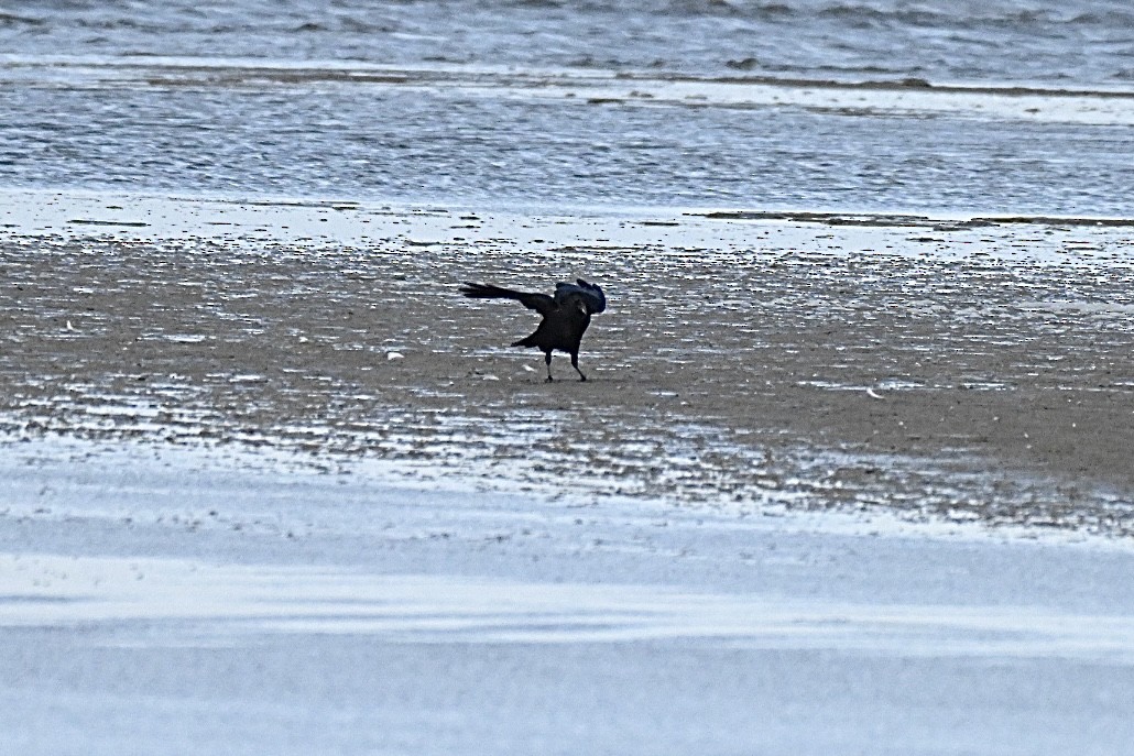 Ekin Kargası - ML645159477