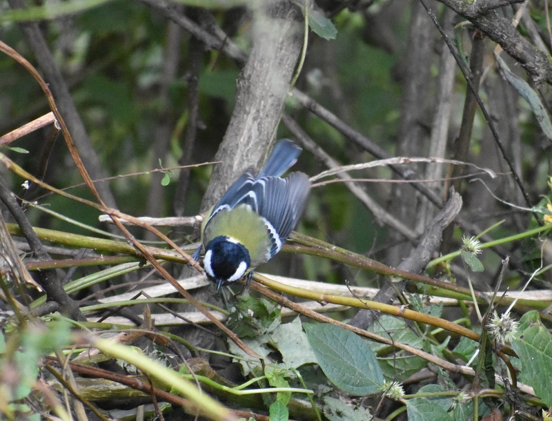 Carbonero Dorsiverde - ML645159478