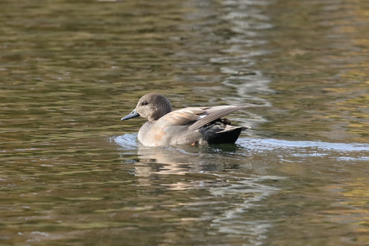 kopřivka obecná - ML645159484
