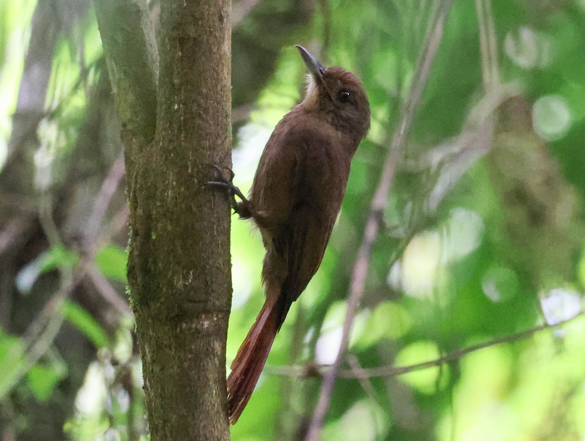 Грімпар бурий (підвид turdina) - ML645159485