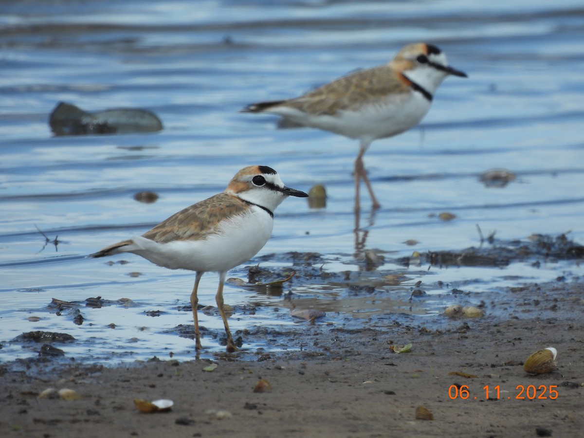 Collared Plover - ML645159486