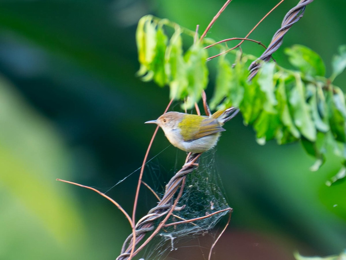 langstjertskredderfugl - ML645159487