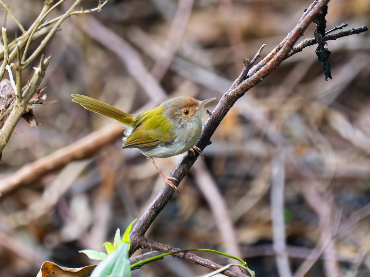 langstjertskredderfugl - ML645159488