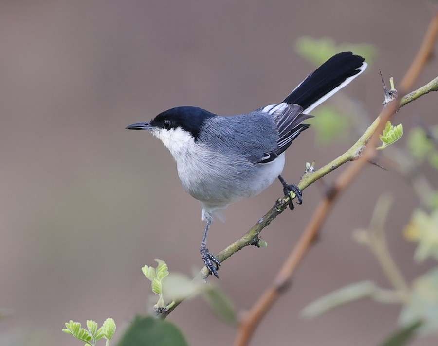 Marañon Gnatcatcher - ML645159490