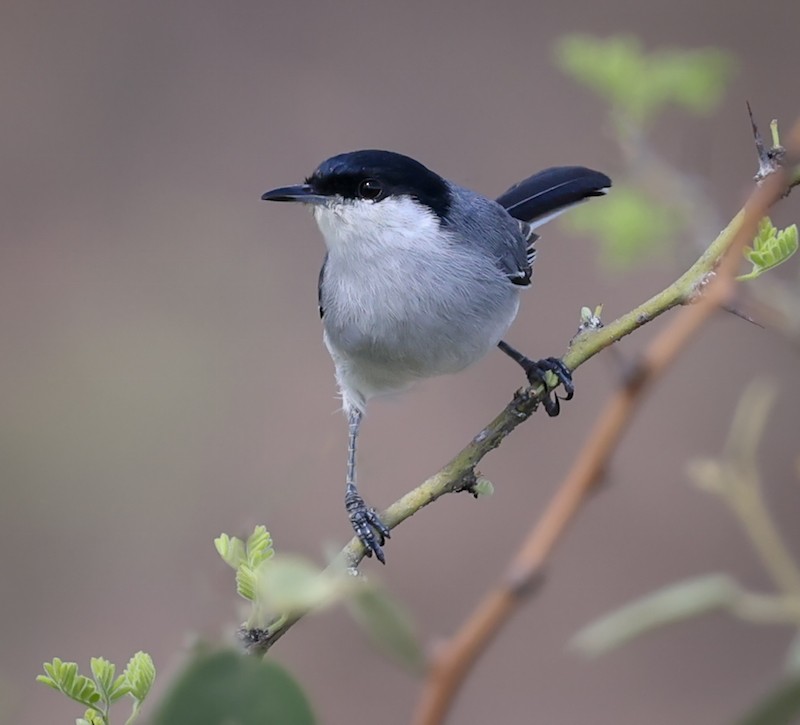 Marañon Gnatcatcher - ML645159491