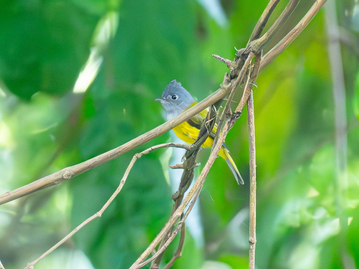 Gray-headed Canary-Flycatcher - ML645159496