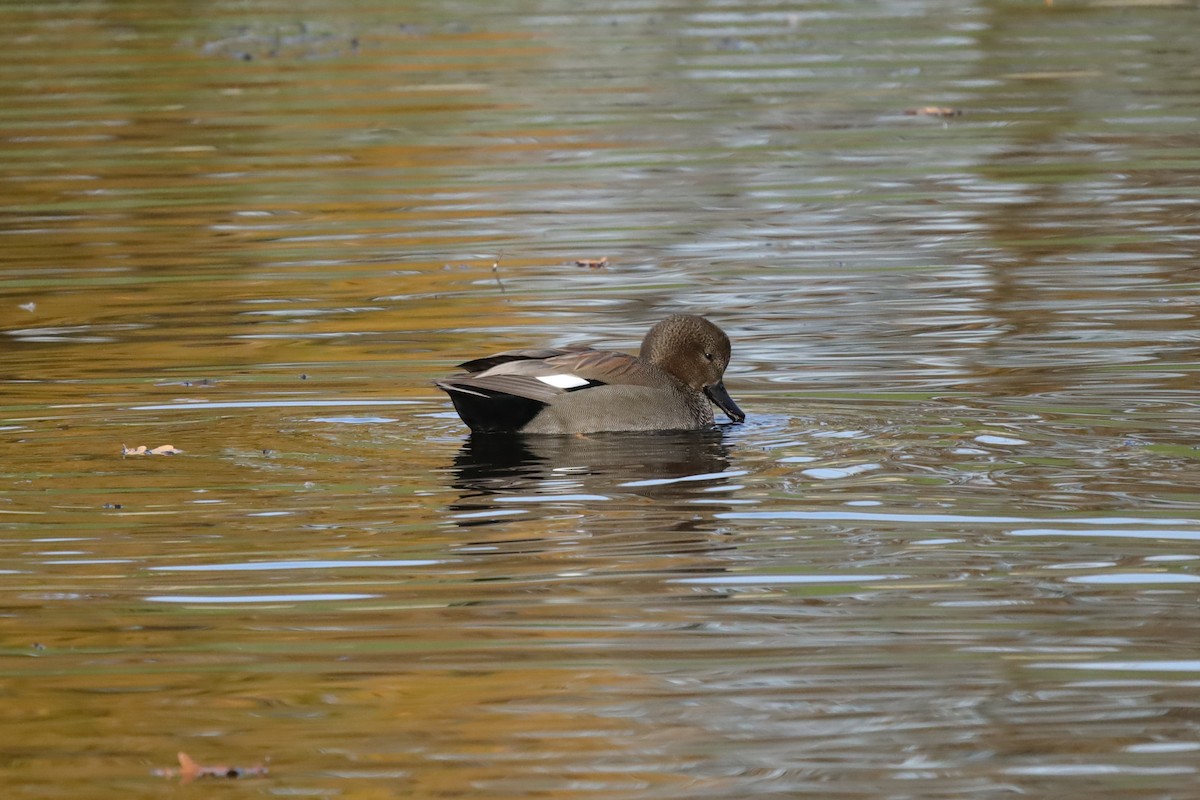 kopřivka obecná - ML645159498