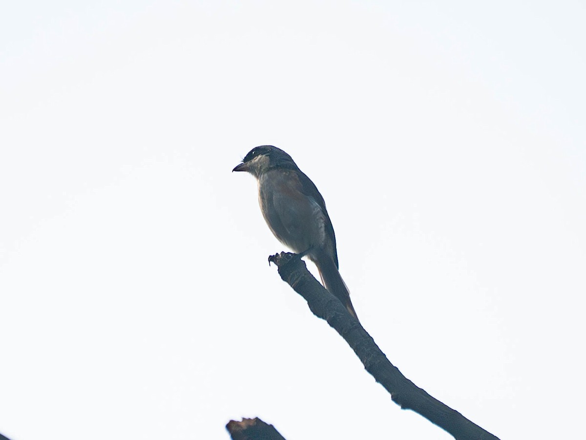 Tibetwürger - ML645159504