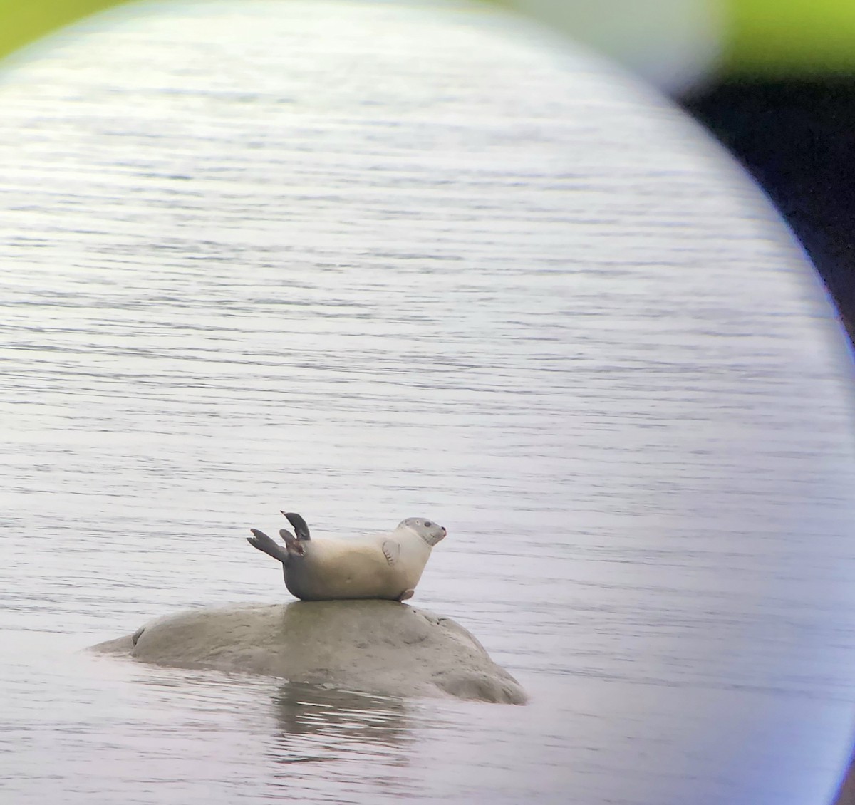 Animals - ML645159506