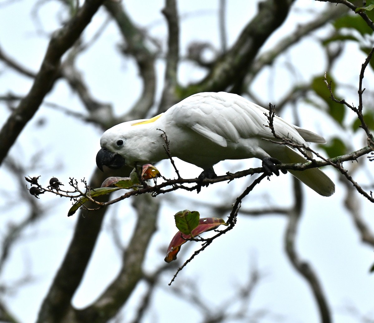 Yellow-crested Cockatoo - ML645159513