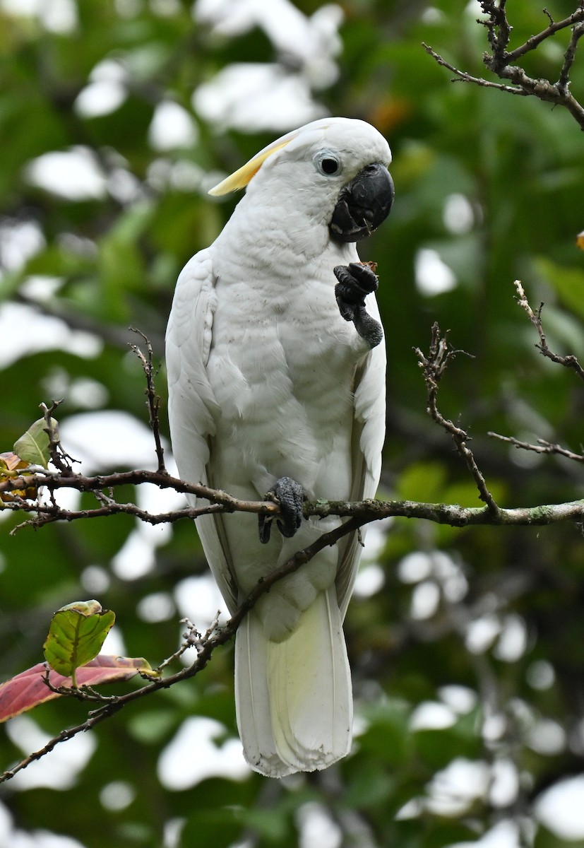 Yellow-crested Cockatoo - ML645159514
