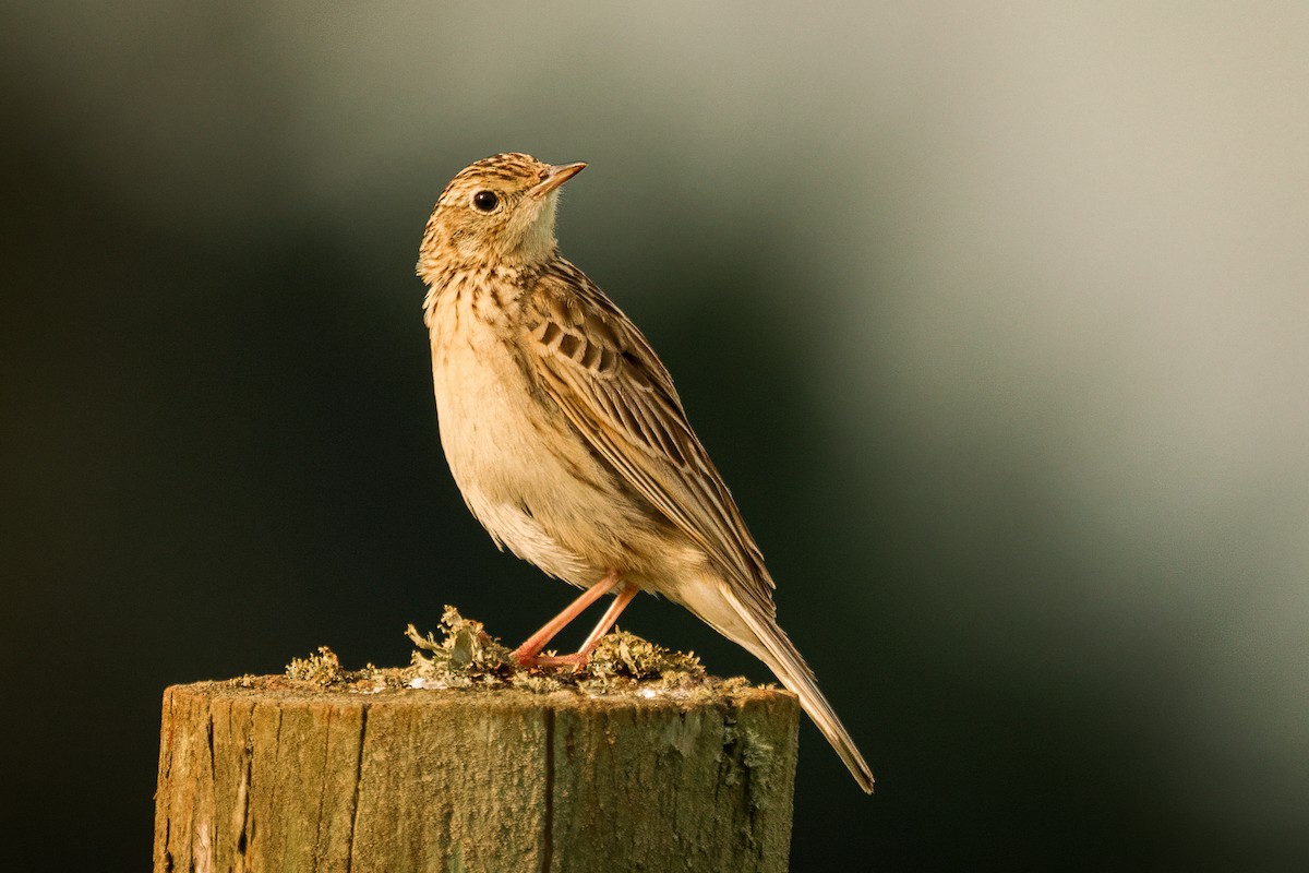 Hellmayr's Pipit - ML645159524