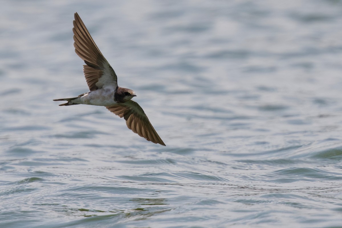 ハイバラツバメ - ML645159568