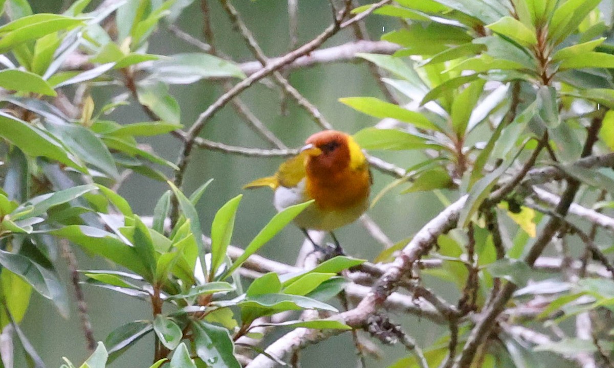 Rufous-headed Tanager - ML645159569