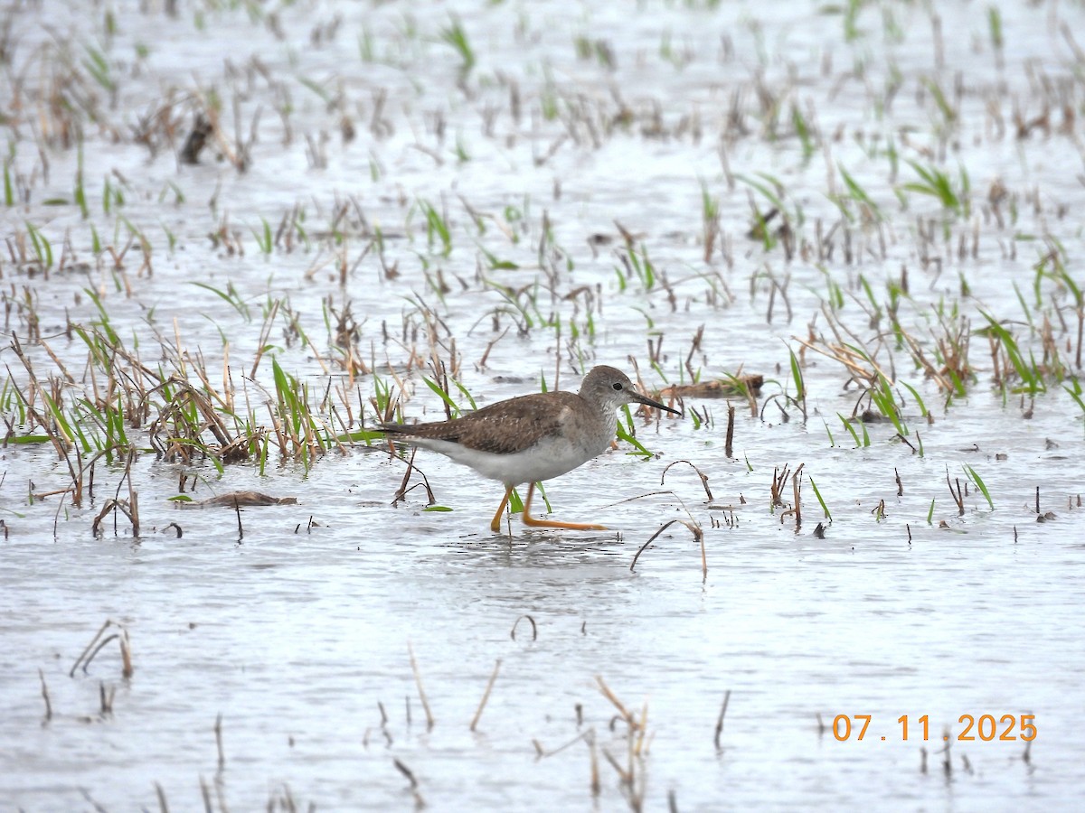 Lesser Yellowlegs - ML645159570