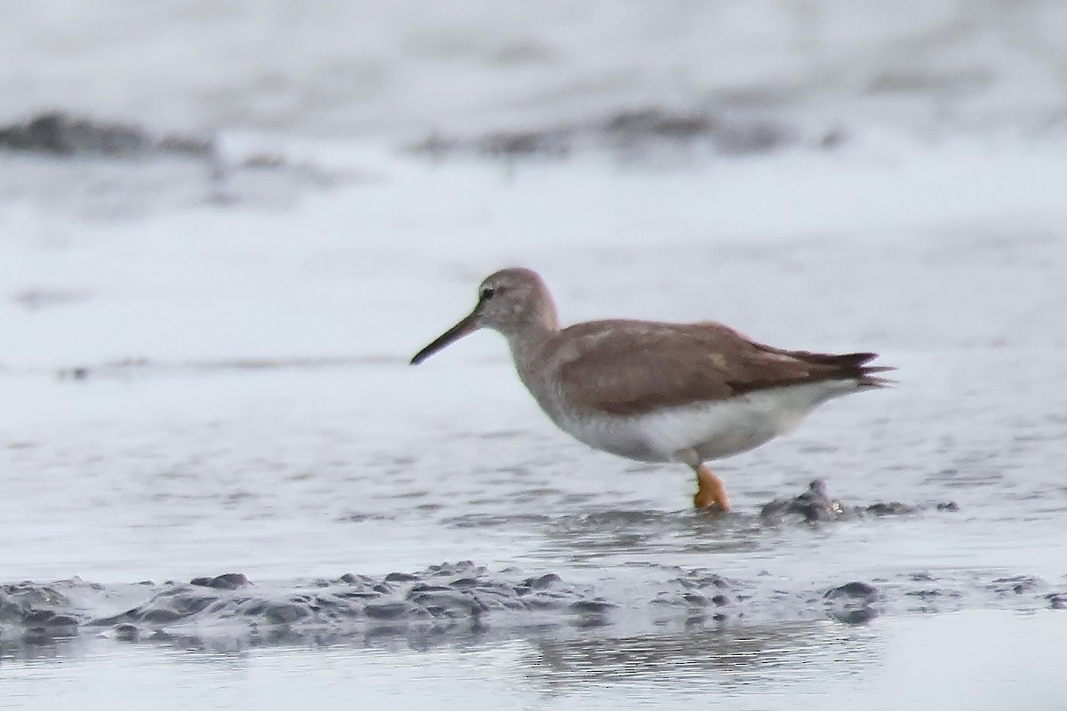 Gray-tailed Tattler - ML645159584
