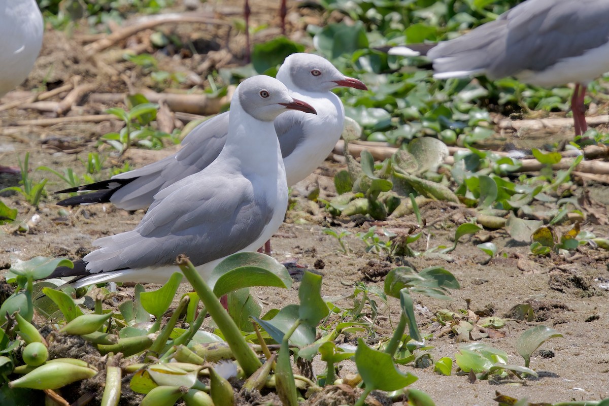 Мартин сіроголовий - ML645159588