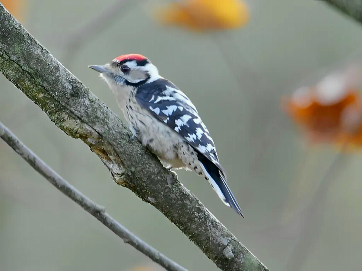 Lesser Spotted Woodpecker - ML645159589