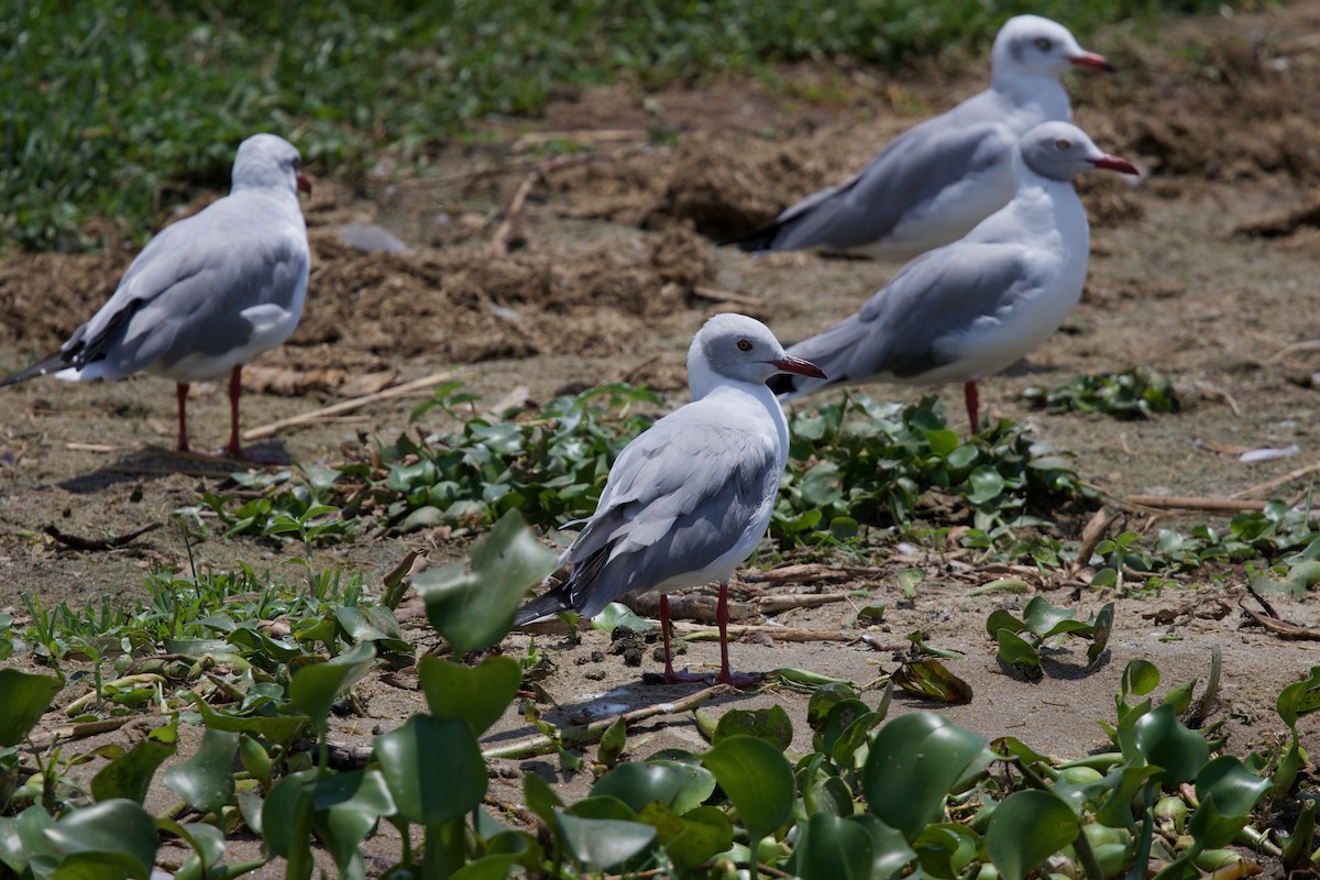 Мартин сіроголовий - ML645159590