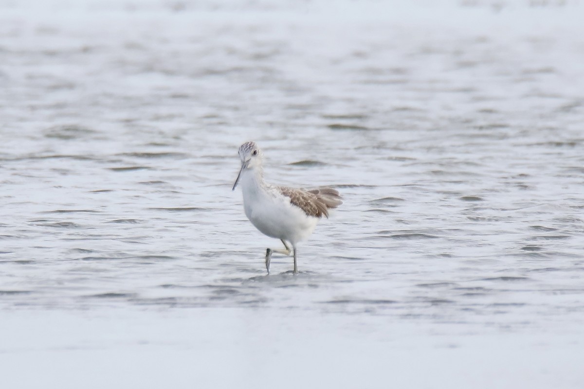 Common Greenshank - ML645159591