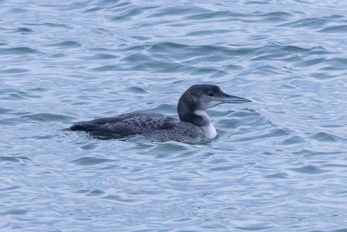 Common Loon - ML645159598