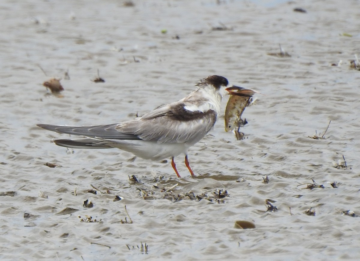 Flussseeschwalbe - ML645159604