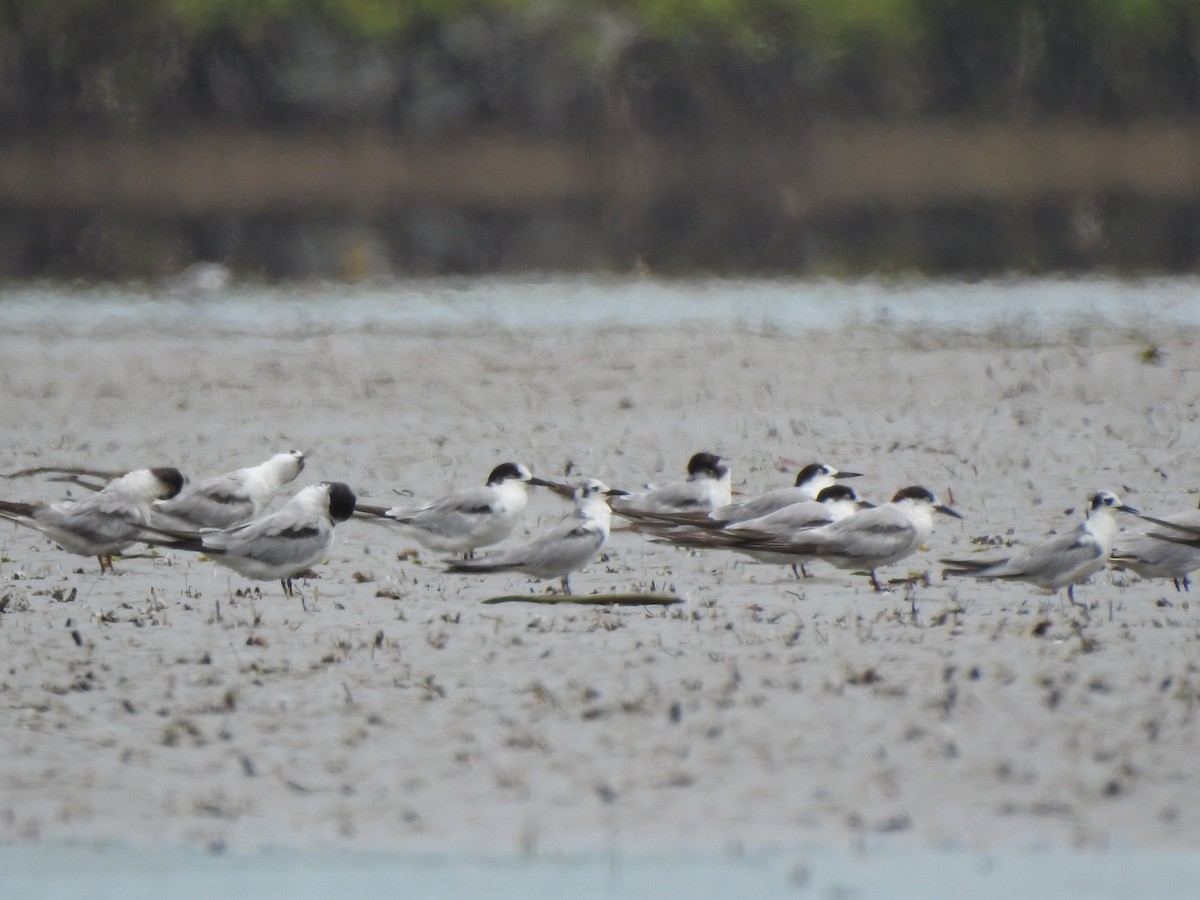 Flussseeschwalbe - ML645159605