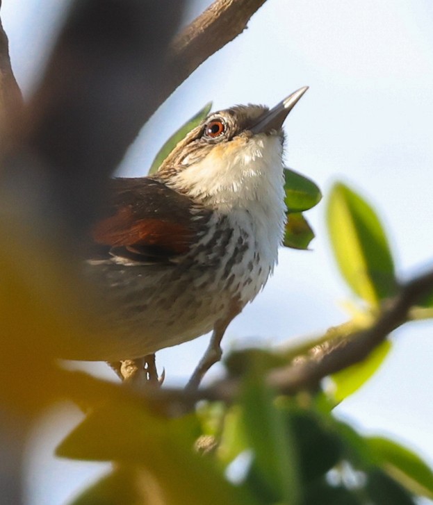 Chinchipe Spinetail - ML645159607