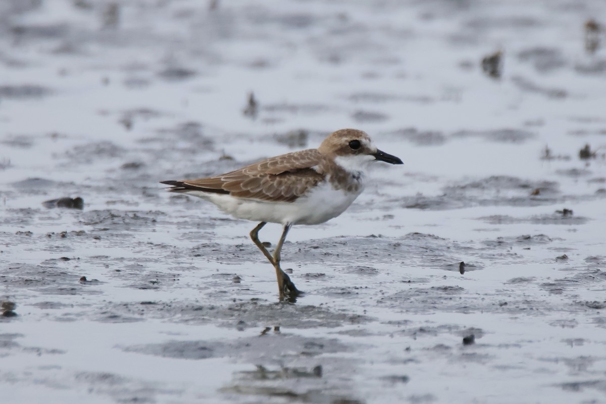 Ruddy Turnstone - ML645159609
