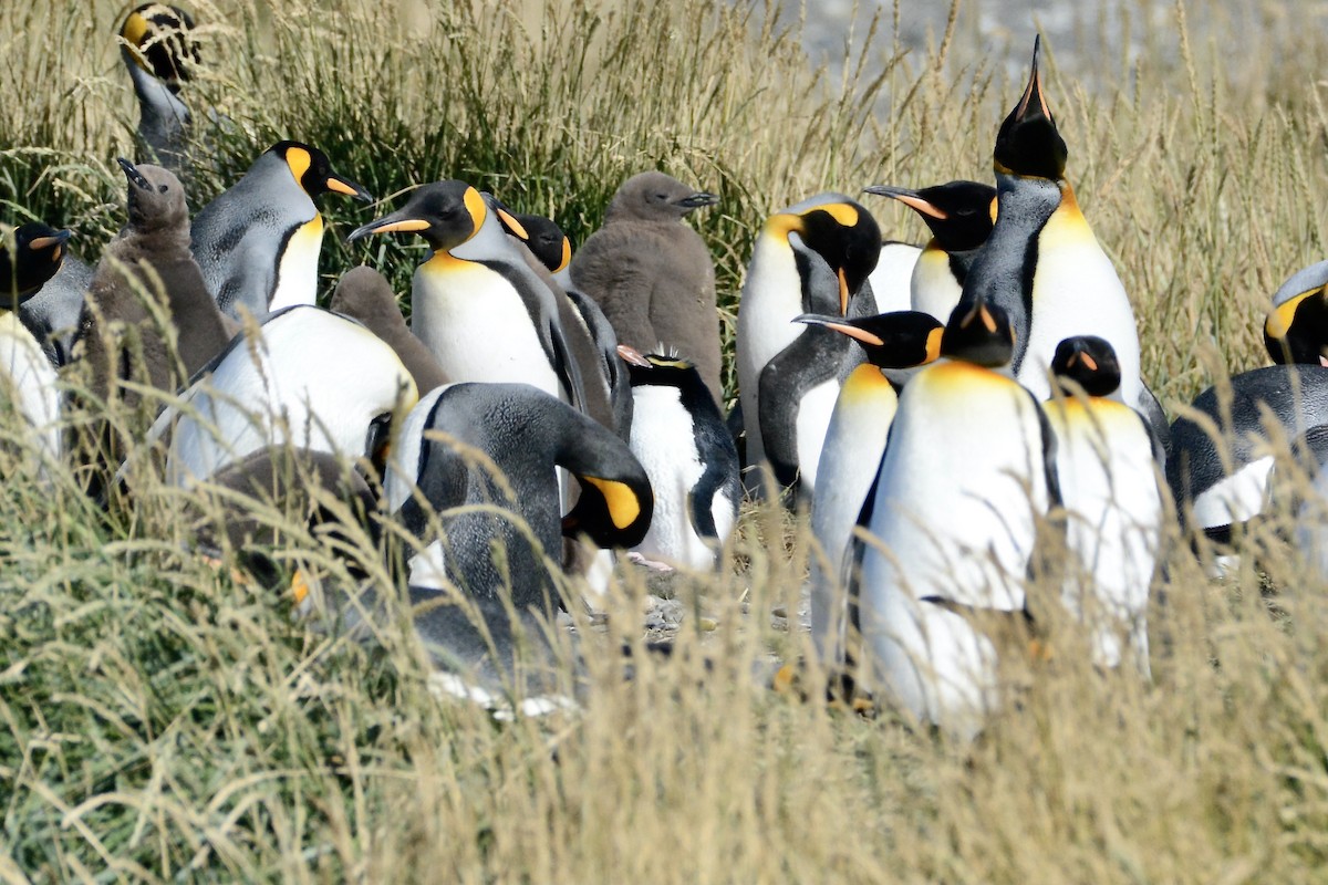 King Penguin - ML645159615