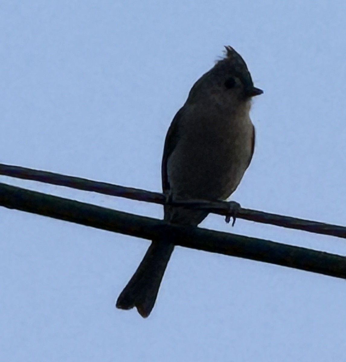 Tufted Titmouse - ML645159618