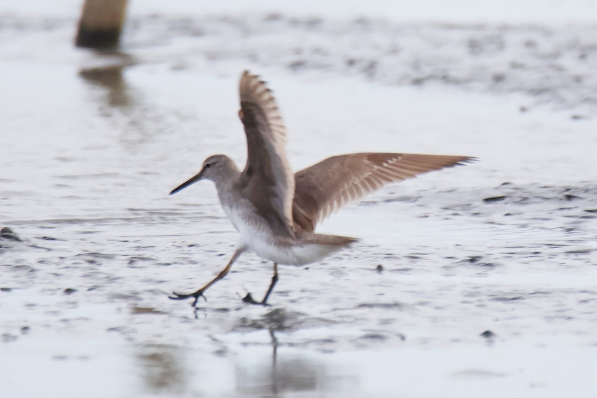 Gray-tailed Tattler - ML645159620
