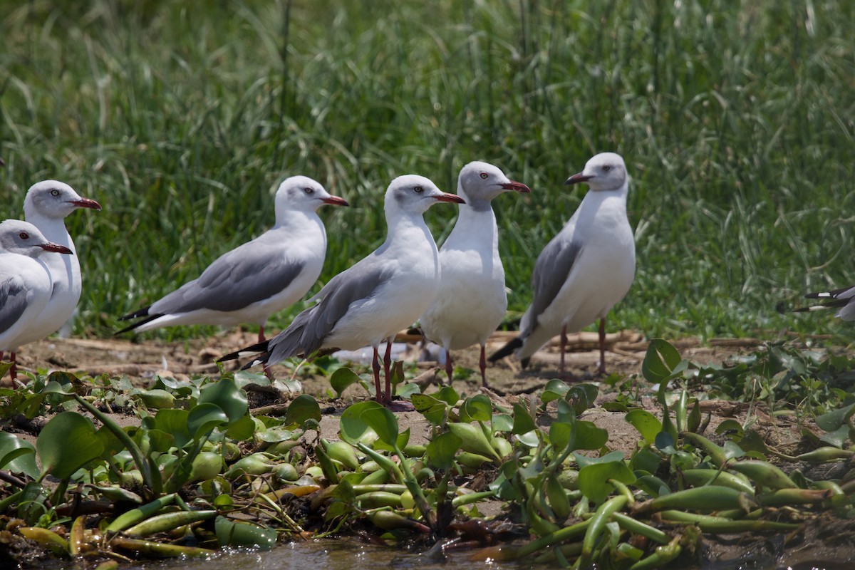 Мартин сіроголовий - ML645159621