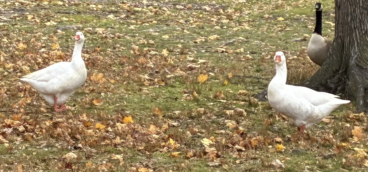 Antzara sp. (etxekoa) - ML645159623