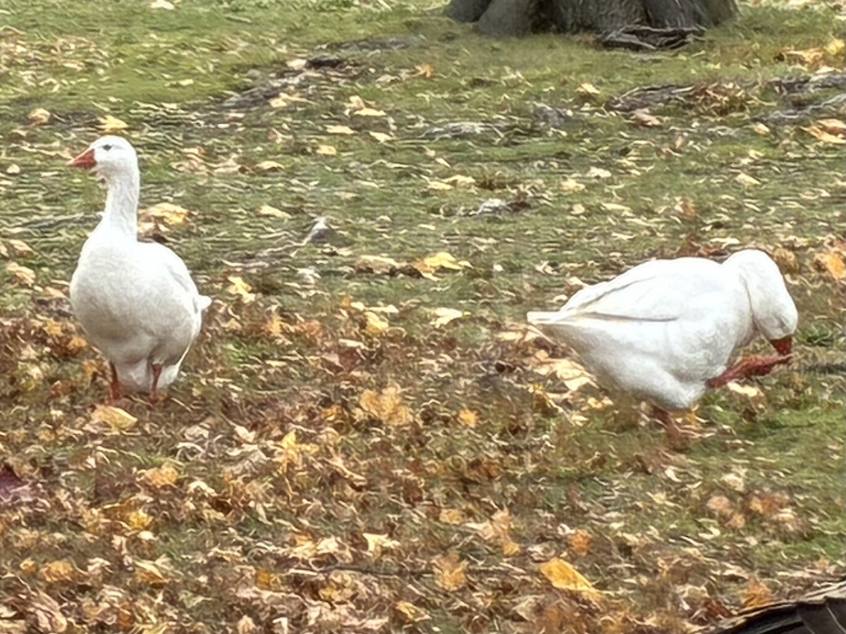 Antzara sp. (etxekoa) - ML645159624