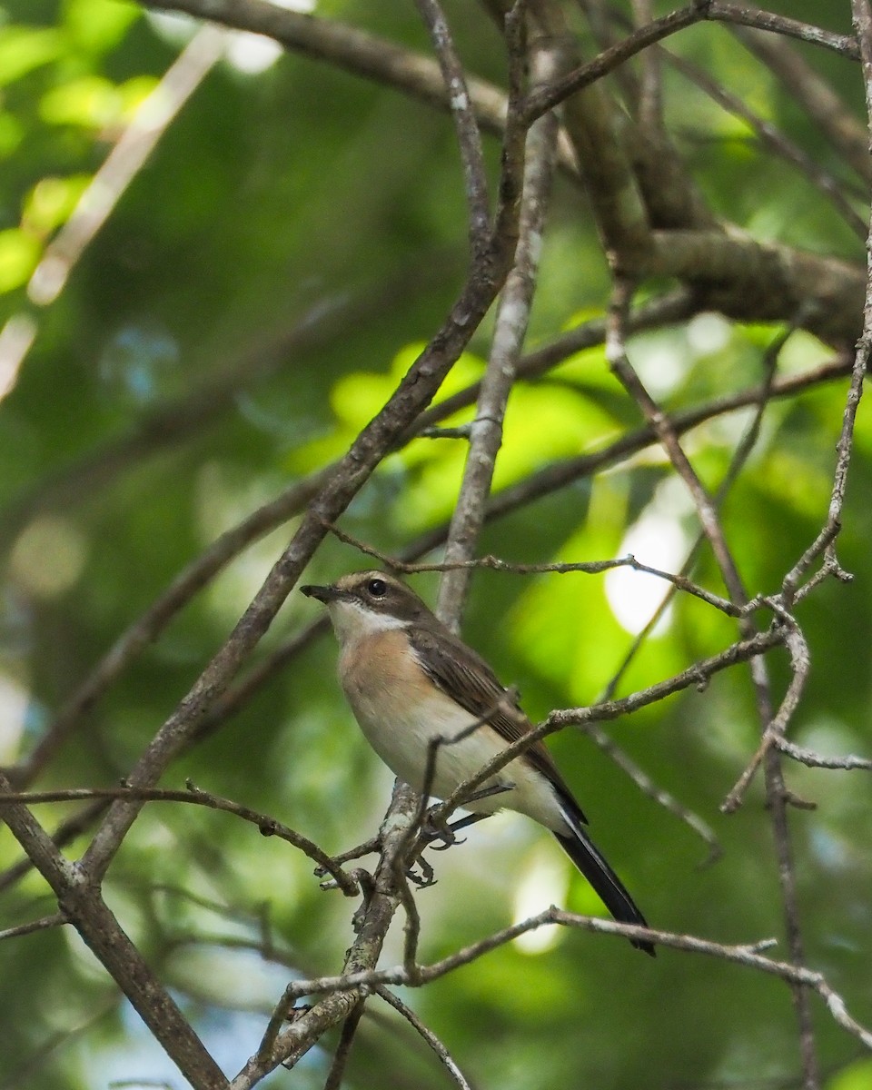 Timor Bushchat - ML645159629