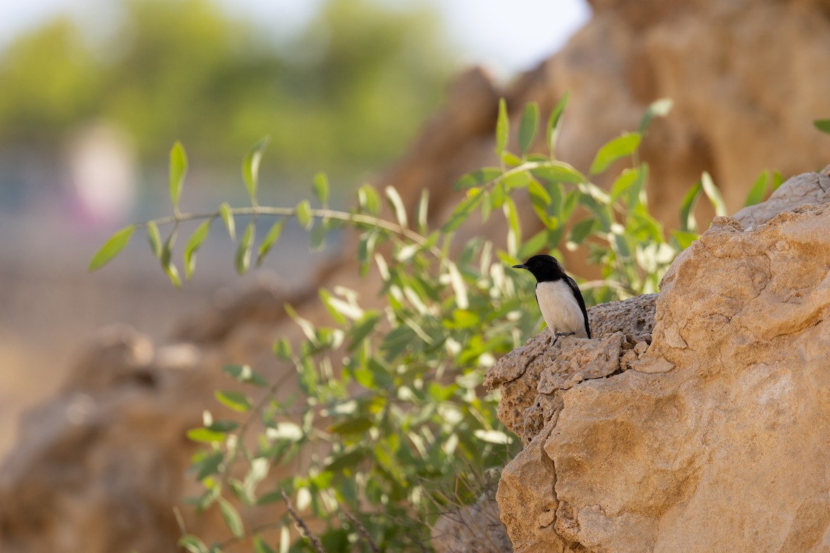 Hume's Wheatear - ML645159632