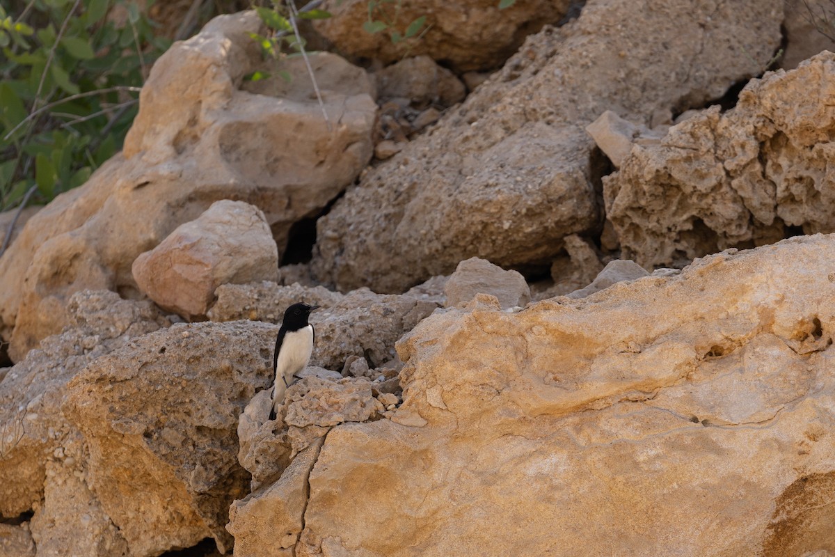 Hume's Wheatear - ML645159633