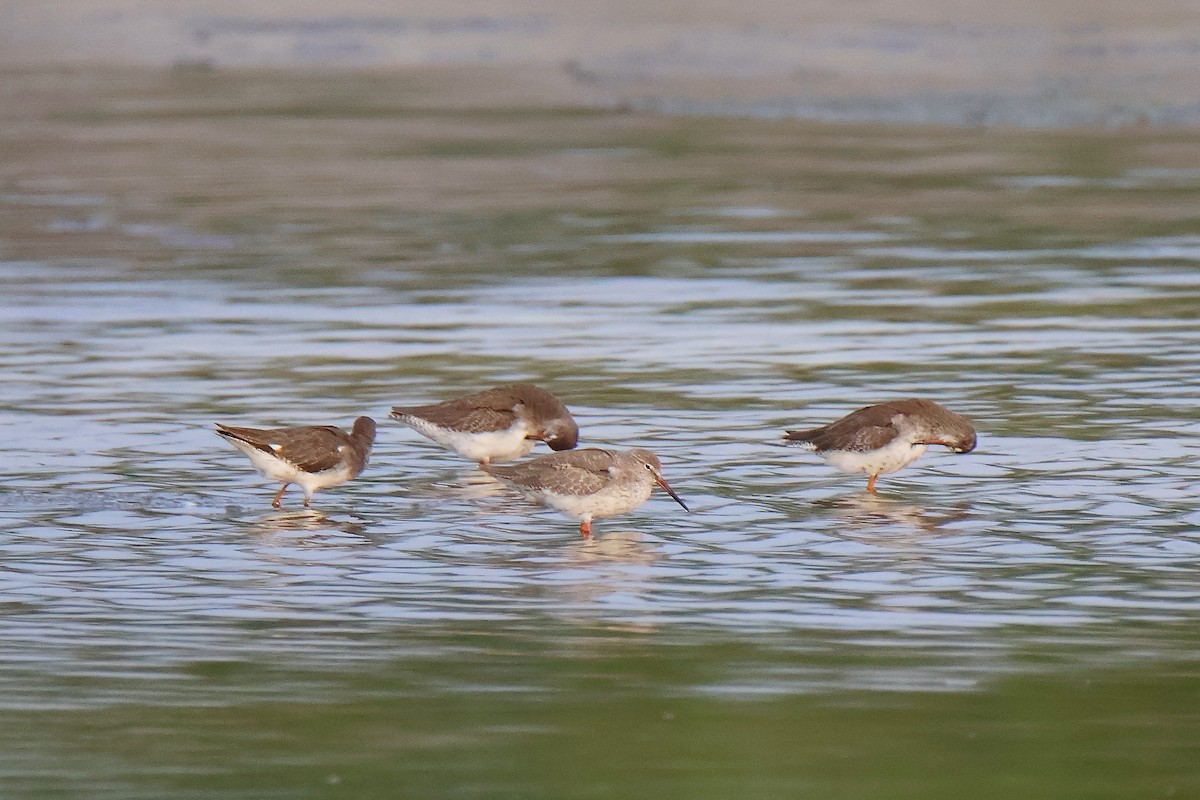 Red-necked Stint - ML645159635
