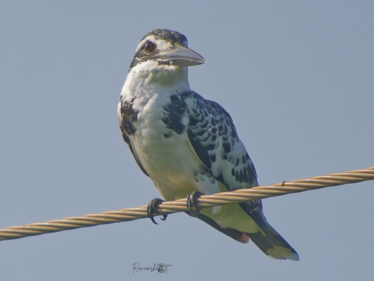 Martin-pêcheur pie - ML645159640