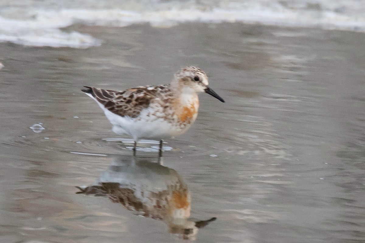 Bécasseau à col roux - ML645159641